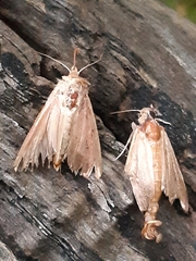 Mythimna convecta