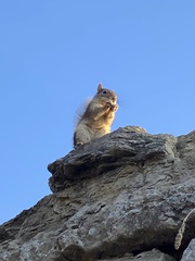 Sciurus anomalus