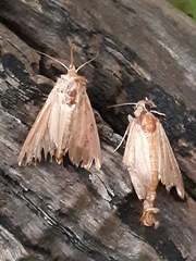 Mythimna convecta