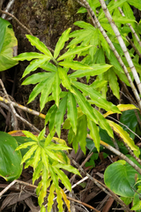 Costaceae