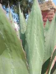 Agave inaequidens