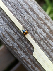 Asopinae