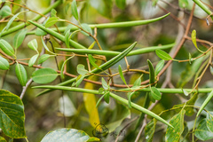 Gymnanthera oblonga