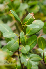 Gymnanthera oblonga