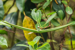 Gymnanthera oblonga