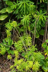 Costaceae