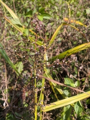 Scleria terrestris