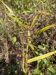 Scleria terrestris