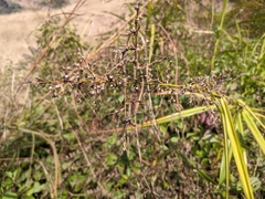 Scleria terrestris