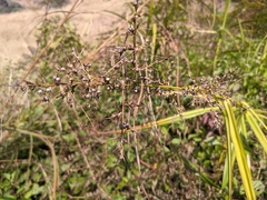 Scleria terrestris