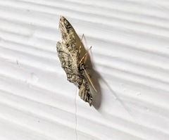 Melanolophia