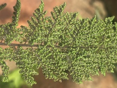 Cheilanthes hirta hirta