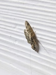 Melanolophia