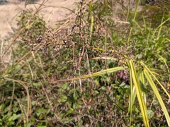 Scleria terrestris