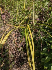 Scleria terrestris