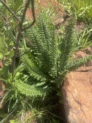 Cheilanthes hirta hirta