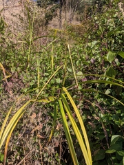 Scleria terrestris
