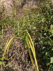 Scleria terrestris