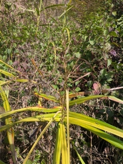 Scleria terrestris