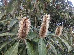 Leucosceptrum canum