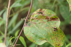Smilax zeylanica