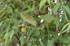 Smilax zeylanica