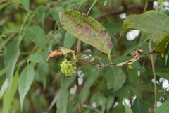 Smilax zeylanica