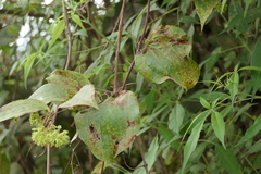 Smilax zeylanica