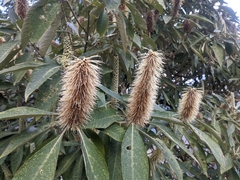 Leucosceptrum canum