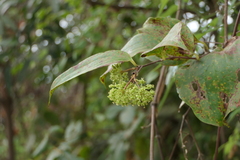 Smilax zeylanica