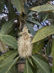 Leucosceptrum canum