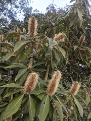 Leucosceptrum canum