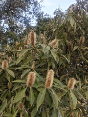 Leucosceptrum canum