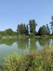 Testudines