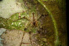 Pandercetes gracilis