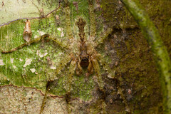 Pandercetes gracilis