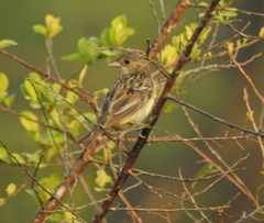 Emberiza melanocephala