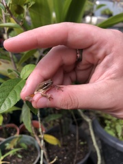 Pelodryadidae