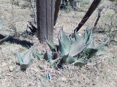 Agave salmiana crassispina