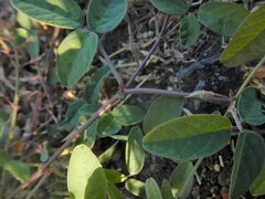 Desmodium scorpiurus