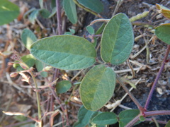 Desmodium scorpiurus