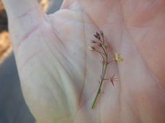 Desmodium scorpiurus