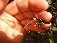 Desmodium scorpiurus
