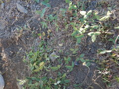 Desmodium scorpiurus