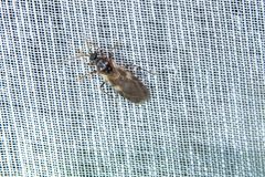 Australocleptes debilis