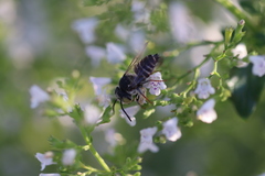Coelioxys rufitarsis