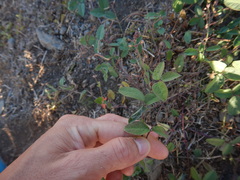 Desmodium scorpiurus