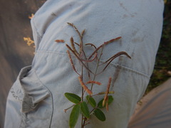 Desmodium scorpiurus