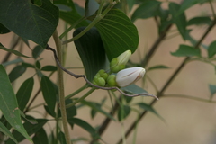 Ipomoea campanulata