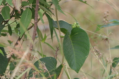 Ipomoea campanulata